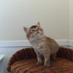 Brizlincoat Farm - photo 1