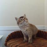 Brizlincoat Farm - photo 2