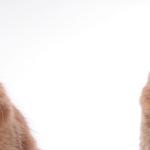 Brizlincoat Farm - photo 3