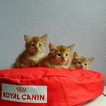 Brizlincoat Farm - photo 4