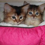 Brizlincoat Farm - photo 5