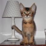 Brizlincoat Farm - photo 6